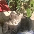 Sokağa Atılmış Yavru Kedi | Aşı Desteği fotoğraf