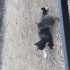 Sokağa Atılmış Yavru Kedi | Aşı Desteği fotoğraf