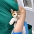 Yavru calico yuva arıyor fotoğraf