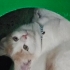 cok sevimli sokaklarda ziyan olucak evimde kedi var gecinmiyor fotoğraf