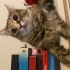 DİŞİ KISIR EV KEDİSİ ÖMÜRLÜK YUVA ARIYOR fotoğraf