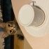 DİŞİ KISIR EV KEDİSİ ÖMÜRLÜK YUVA ARIYOR fotoğraf