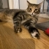 DİŞİ KISIR EV KEDİSİ ÖMÜRLÜK YUVA ARIYOR fotoğraf