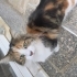Eski Sahibinden Kalan Uysal ve Masum Kıza Sıcak Yuva fotoğraf