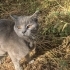 BRİTİSH SORTHAİR ACİİLL ÖTESİ..!! fotoğraf