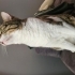 5 yasinda tekir kedi fotoğraf