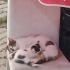 Evinize Neşe, Minik Elmas Yuvasını Arıyor fotoğraf