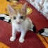 Acil Kalıcı Yuva Arıyoruz. Bulunduğu Yerde Sokakta Yaşaması Çok Zor fotoğraf