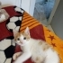 Acil Kalıcı Yuva Arıyoruz. Bulunduğu Yerde Sokakta Yaşaması Çok Zor fotoğraf