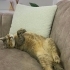 2 yaş erkek british shorthair fotoğraf