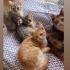 Kedi evinde yuva bekliyorlar fotoğraf