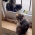 Kedi evinde yuva bekliyorlar fotoğraf