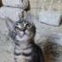 Kedi evinde yuva bekliyorlar fotoğraf