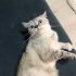 British shorthair kedimize yuva arıyoruz