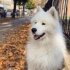 Samoyed Yuva Arıyor