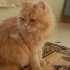 British longhair cinsi uysal sakin ve sevecen bir kedi