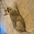 Bitlaç 1.5 yaşında British shorthair.