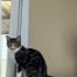 Hanım hanımcık minnoş kedi