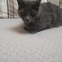 Russian blue temiz oyuncu ücretsiz