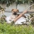 3-4 aylık dişi çoban köpeğimize acil yuva