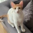 Güzel sarman kedi