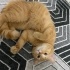 Askere gidicem evdeki Birittish Shorthair 1yaşında erkek red tabby renkli