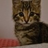 2 AYLIK YAVRU KEDİ