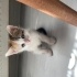 BEBEK KEDİYE YUVA