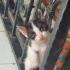 Kaymaklı Lokum olsun kalbinizde🐱🙏
