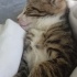 Sessiz, sakin, uyukucu erkek kedi