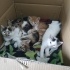 3 güzel yavru 😻