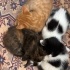 BURSADA 4 ADET YAVRU KEDİ YUVA ARİYOR SOKAGA GİTMESİNLER LUTFEN!!!