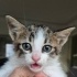 Yoksa hala kedi almadın mi