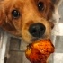 Cookie (açıklamayı okumadan arama.)