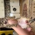 Eğitimli kedi 2.5 aylık