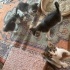 4 adet oyuncu yavru kedilerimiz