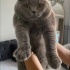 Sevimli oyuncu kısır kedi