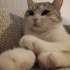 Sahiplendirme kedi var