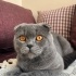 2 yaşında erkek kedi