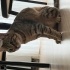 Kısır dışı kedi