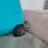 Yavru bir kedi