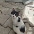 Bir buçuk aylık kedi