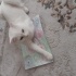 Tek kedi olarak yaşayabileceği yeni sahibini arıyor.