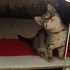 Dışarıda yapamaz çok masum ve uysal