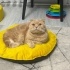 sarı çok uysal bir kedi