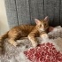 Umut oğlumuz yuva arıyor