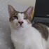 İstanbul Kedi Sahiplendirme