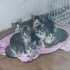 Minik Patiler yuva arıyor(6 dişi,4 erkek)
