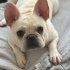Dünya Tatlısı kızımı sahiplendiriyorum ( Fransız Bulldog)