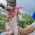 KÖPEK SALDIRISINDAN KURTULAN DUDU ÖMÜRLÜK YUVASINI ARIYOR